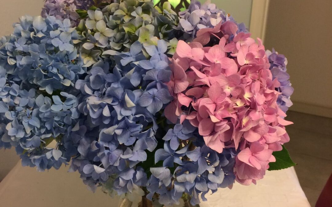 Hydrangeas, roses and more