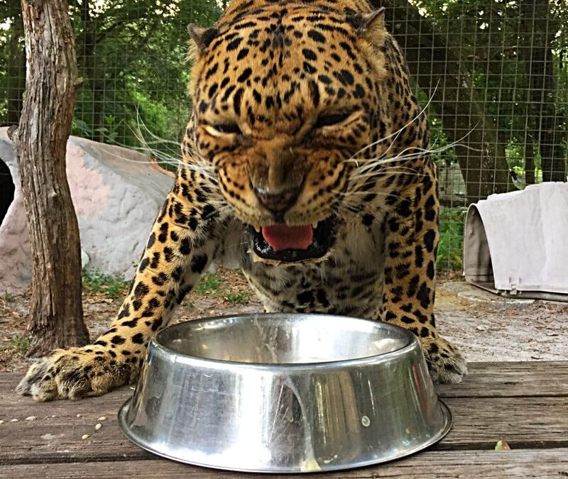 Eat dinner with the big cats?…no problem!