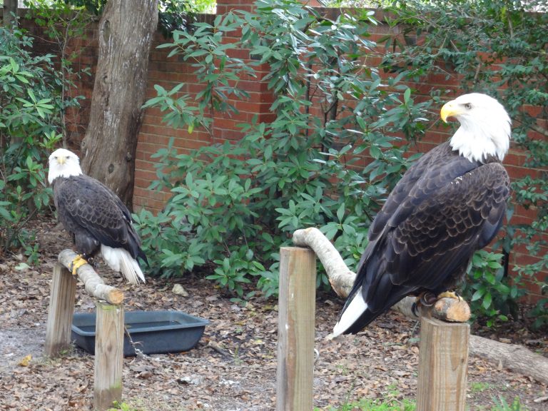 Looking for a little summer adventure with birds of prey?