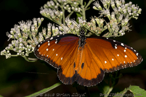 It’s always butterfly season here in Tallahassee!