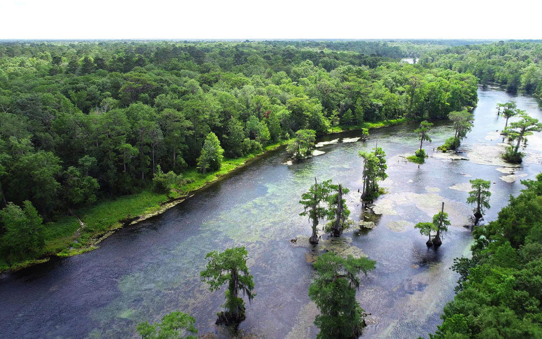 Things to do in Tallahassee – want to take a quick look at Wakulla Springs?