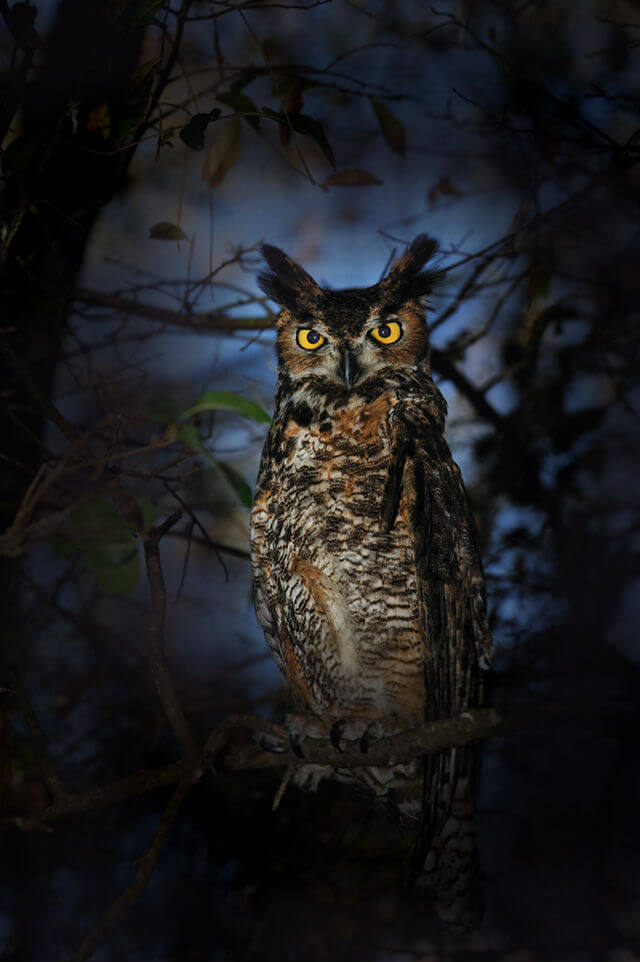 Owl staring at camera, trees and moonlight in the background