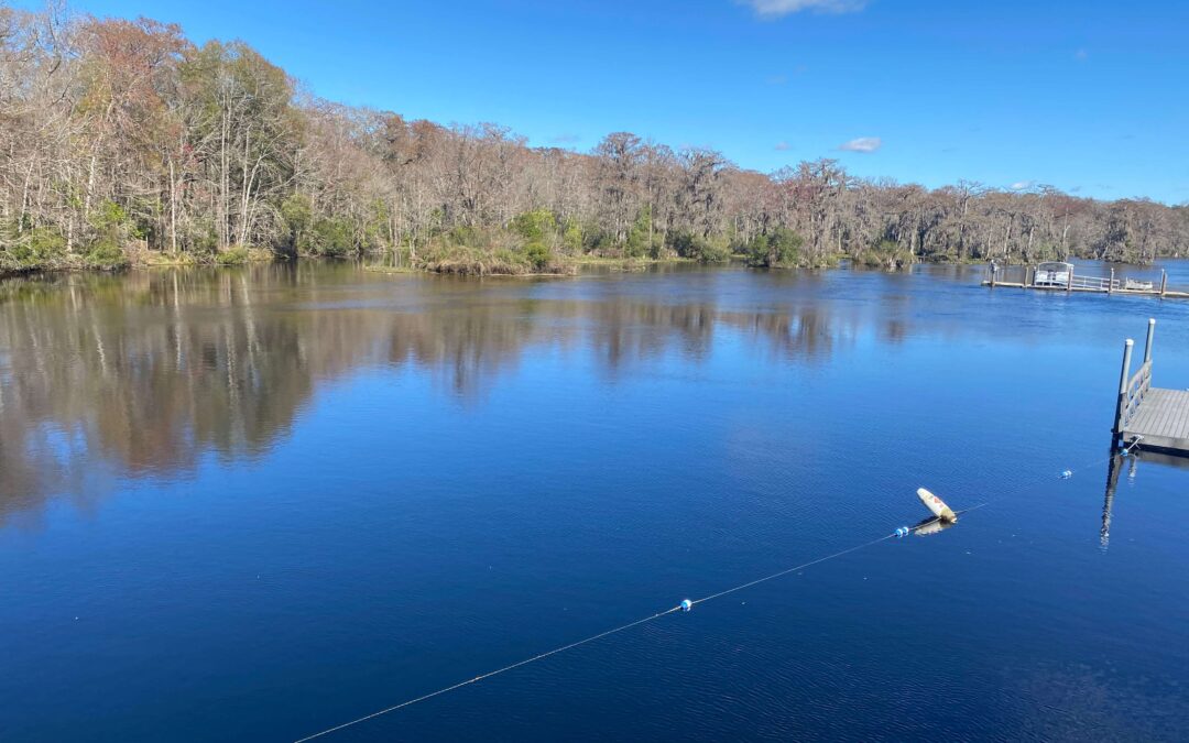 2024 – Determined to see Florida manatees this year