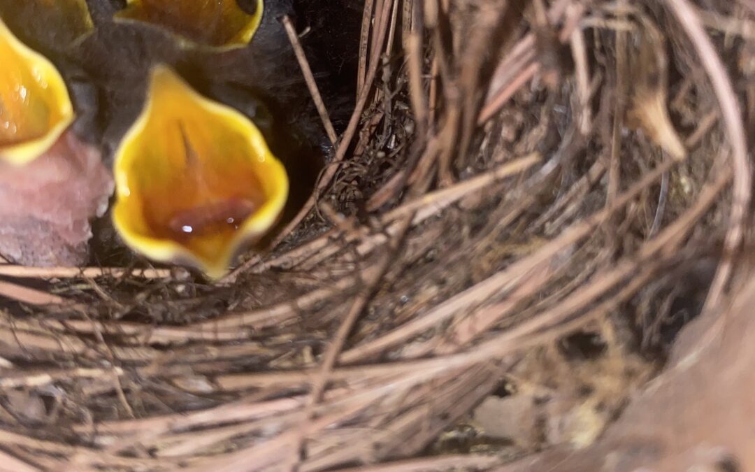 Birdsong up close and personal…