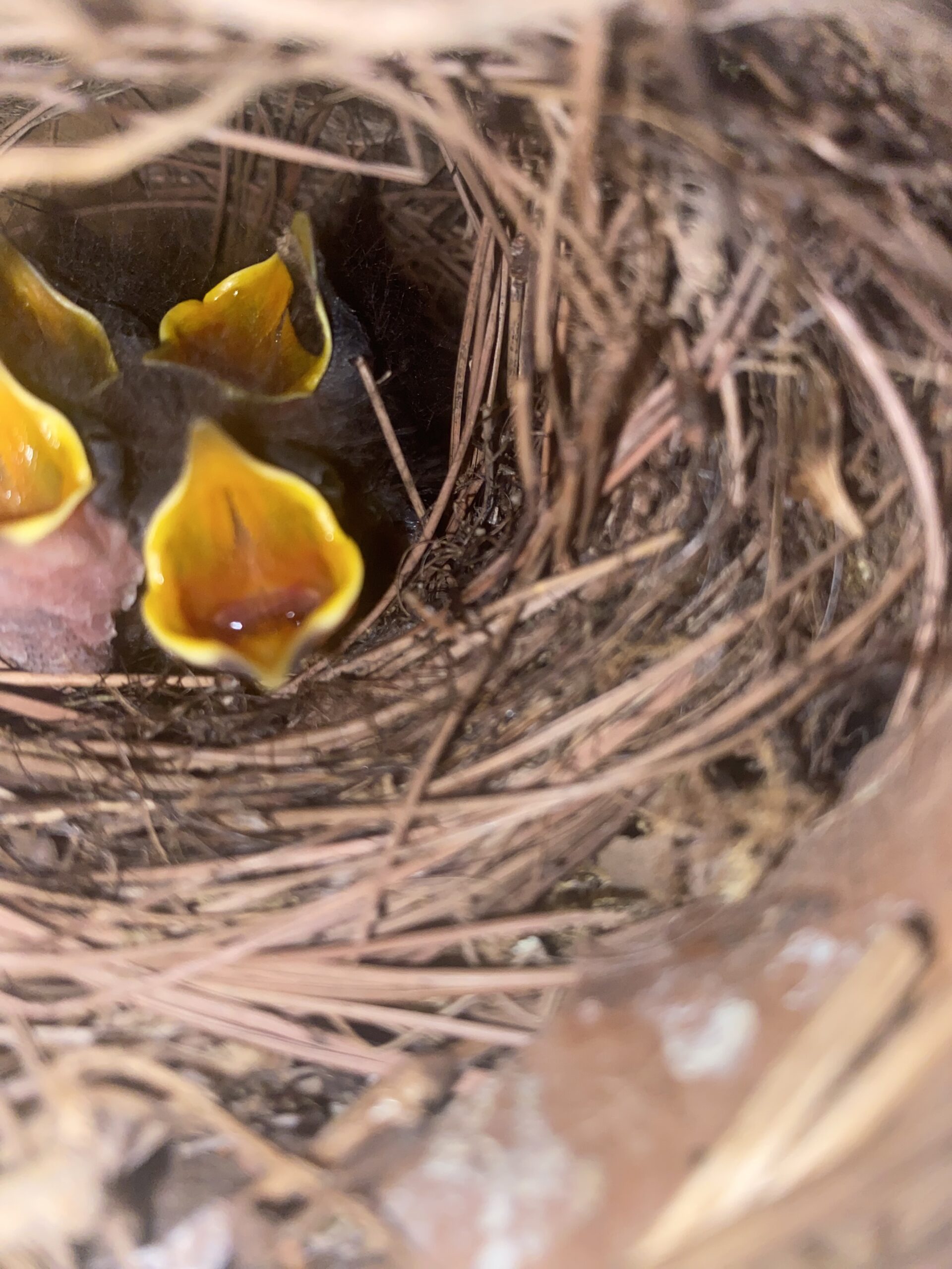 open mouthed baby wrens in nest